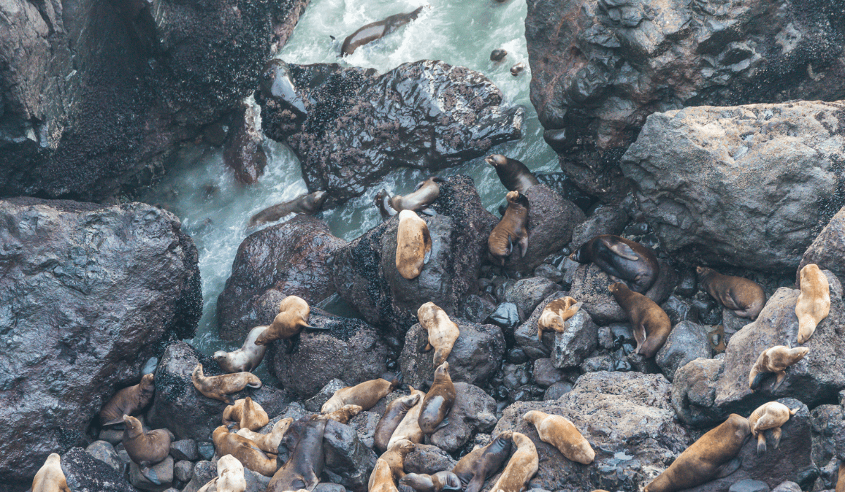 Sea Lions Oregon